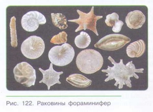 УСЛОЖНЕНИЕ ОРГАНИЗАЦИИ ЖИВОТНЫХ В ПРОЦЕССЕ ЭВОЛЮЦИИ_005